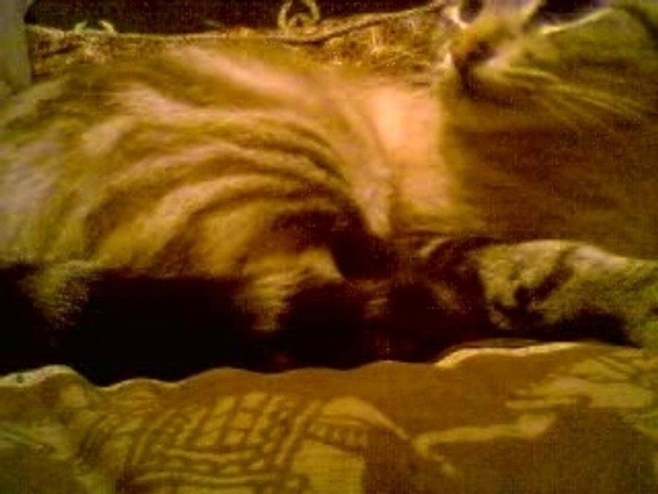 CHEIKH RABAH mitidji