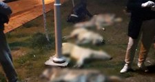 Ankara'da 16 köpeği katleden 3 kişi, 10'ar yıl hapis cezasına çarptırıldı