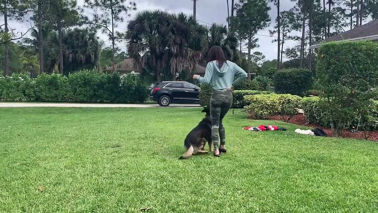 Tantrum | Best Family Protection Dog |