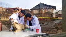 Gönüllü veterinerler depremden etkilenen hayvanları tedavi etti