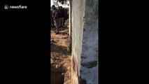 Trapped bull craned out after falling into 30-foot-borewell in north India