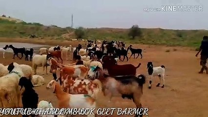 सावड़ खान दबड़ी सिन्धी गीत || sawan khan magniyar sindhi song || सावण खान मगनीयार सोन्ग || savan khan magniyar lok geet