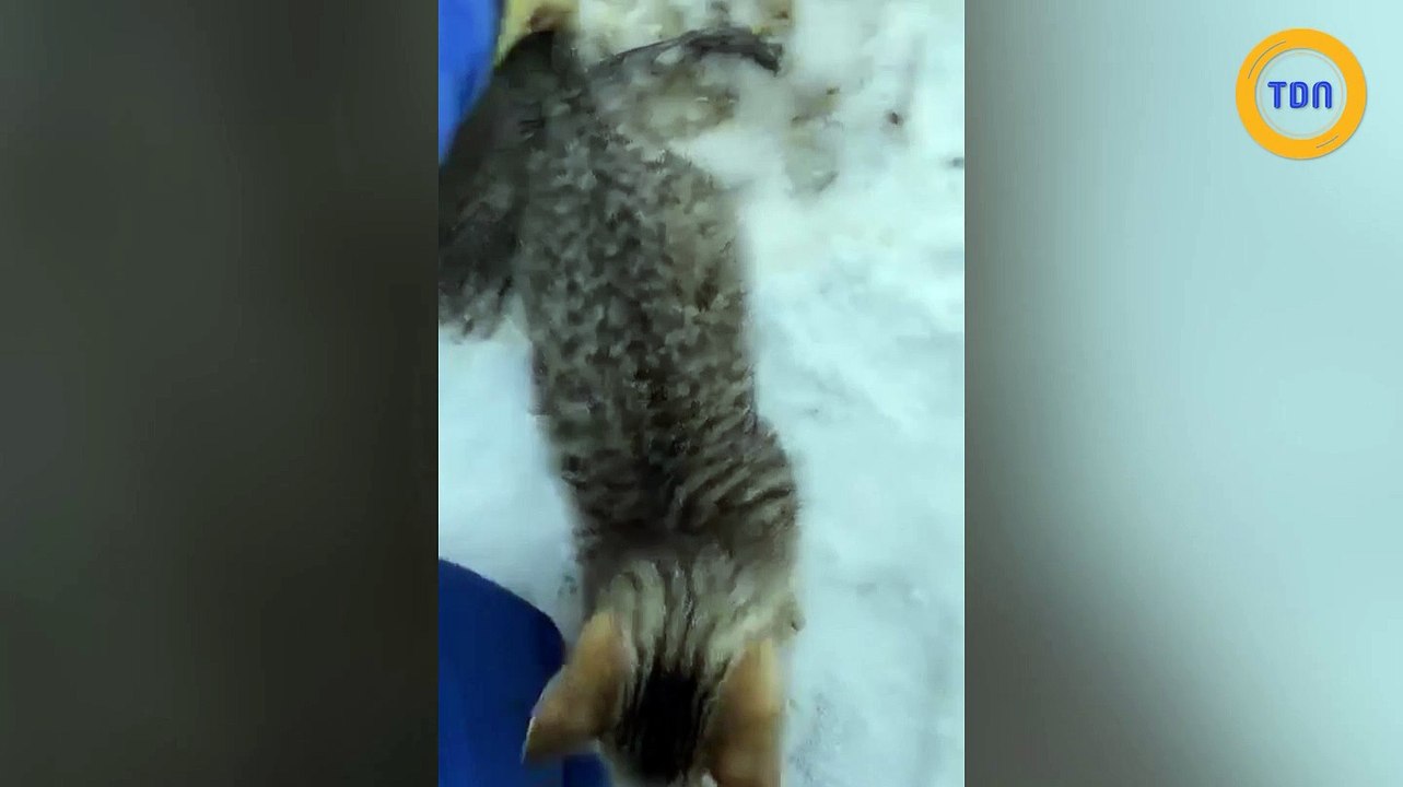 Des chatons prisonniers dans la glace, libérés...