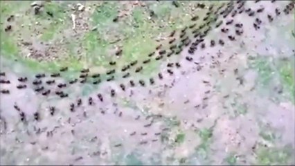 Séparation de territoire entre termites et fourmis