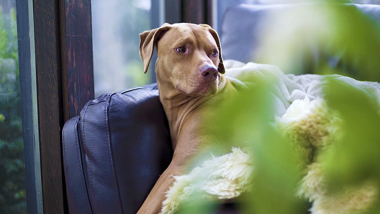 sevimli köpek