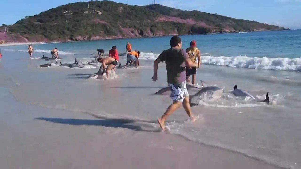 30 Dolphins stranding and incredibly saved! Extremely rare event!