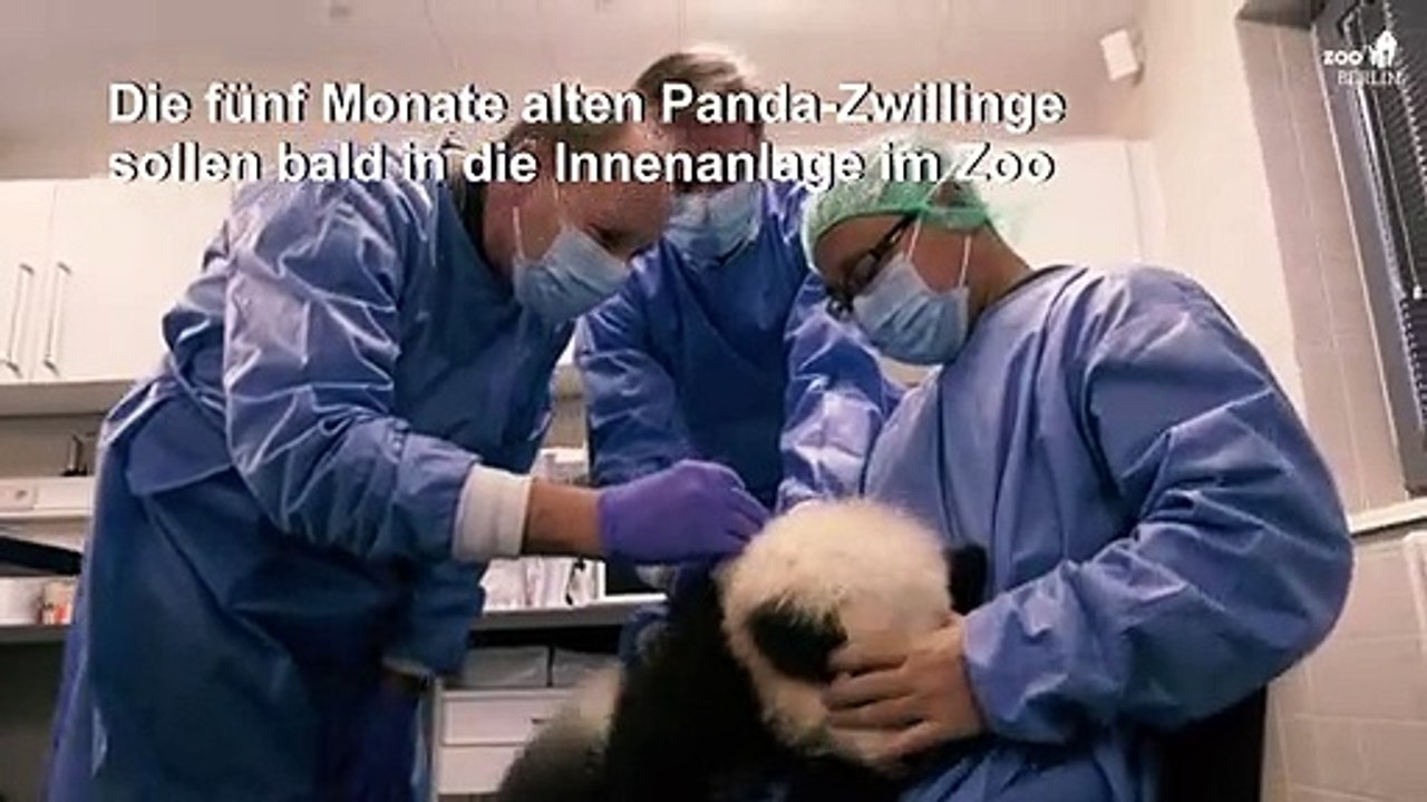 Berliner Pandas fit für den ersten Ausflug