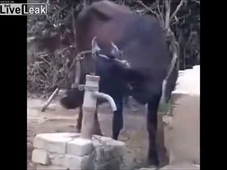 Cette vache se sert à boire toute seule à la fontaine !
