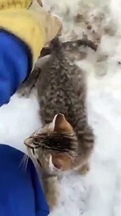 3 chatons abandonnés dans la neige ! Il les sauve du froid et les recueille !