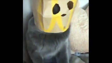 Super Héros ? Chat vengeur masqué ? Happy Meal !