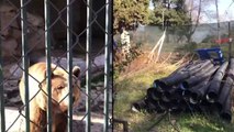 Degradon Kopshti Zoologjik, në park vendosen sende të përdorura e të shkatërruara