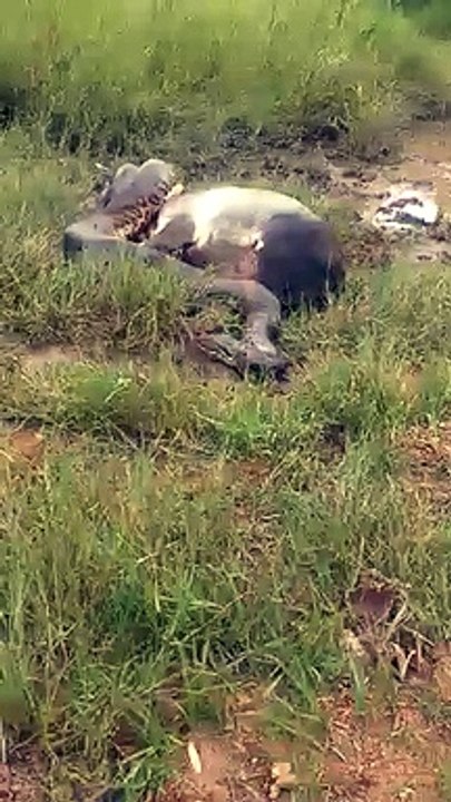 Ce jeune buffle piégé par une anaconda va avoir beaucoup de chance