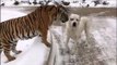 Belle amitié entre un chien et un tigre