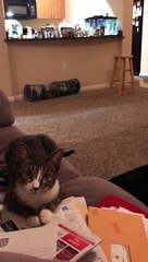 Cute Feline Loves Playing Fetch