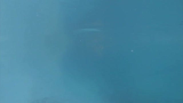 El nadador Lewis Pugh logra cruzar a nado un lago antártico sin protección térmica