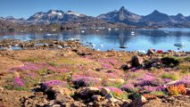 From Fields of Wildflowers to Viking History, You Need to Experience Greenland in the Summer