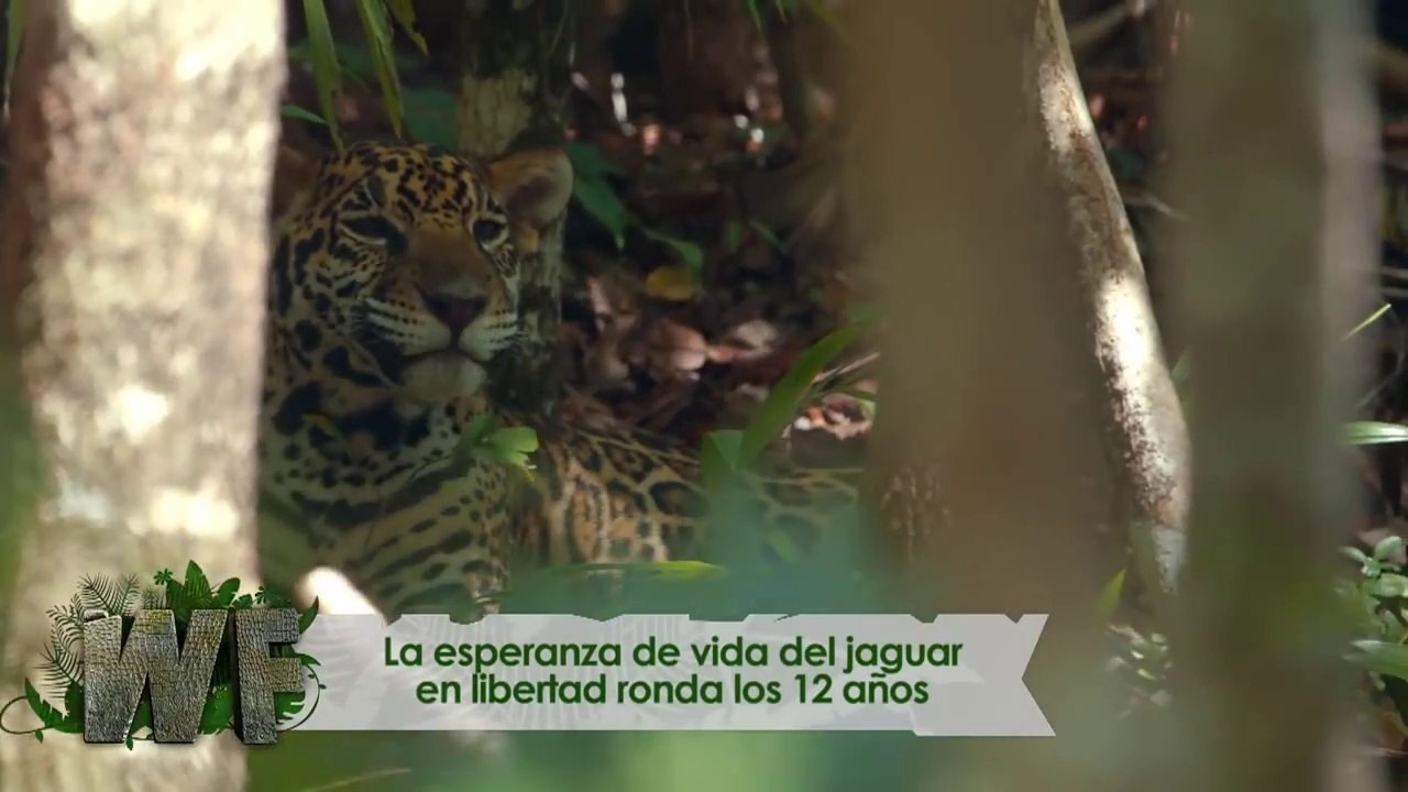 frank jaguar en mexico