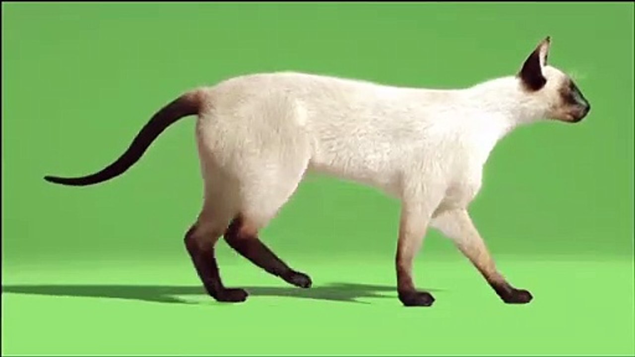 Cat  walk white green screen background || green screen background white  cat walking || Green screen video | white cat walking || Green screen video || 4K  footage cat walking green screen effect ||HD FHD 4K