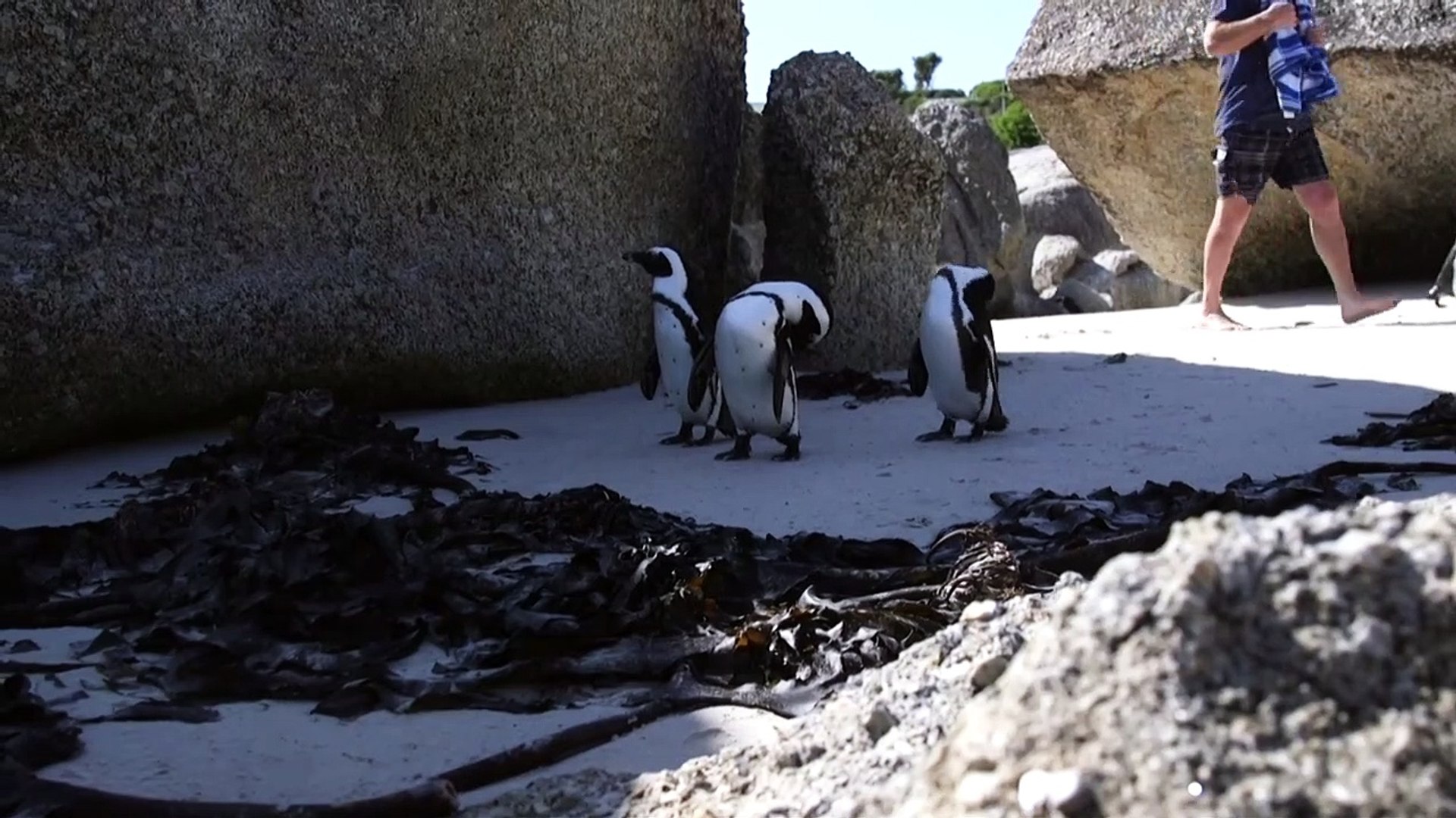 ⁣Endangered African penguins under threat from tourism
