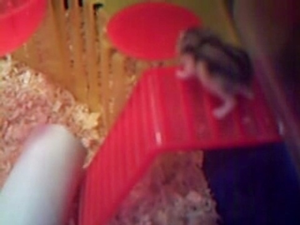 Hamster bourré