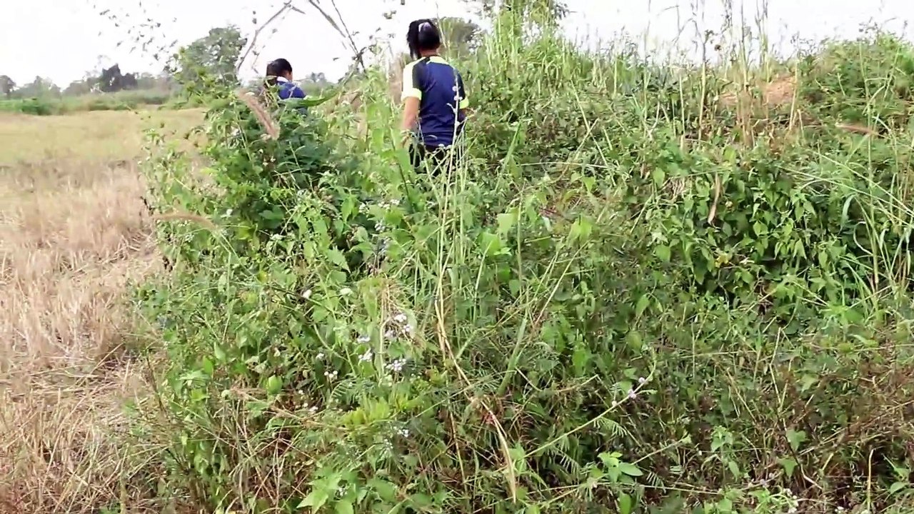 Amazing catches snake In Battambang - How To Catches snakes in Cambodia Traditional
