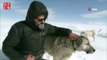 Kurtların korkulu rüyası kangallar, Sibirya soğuklarında eğitiliyor
