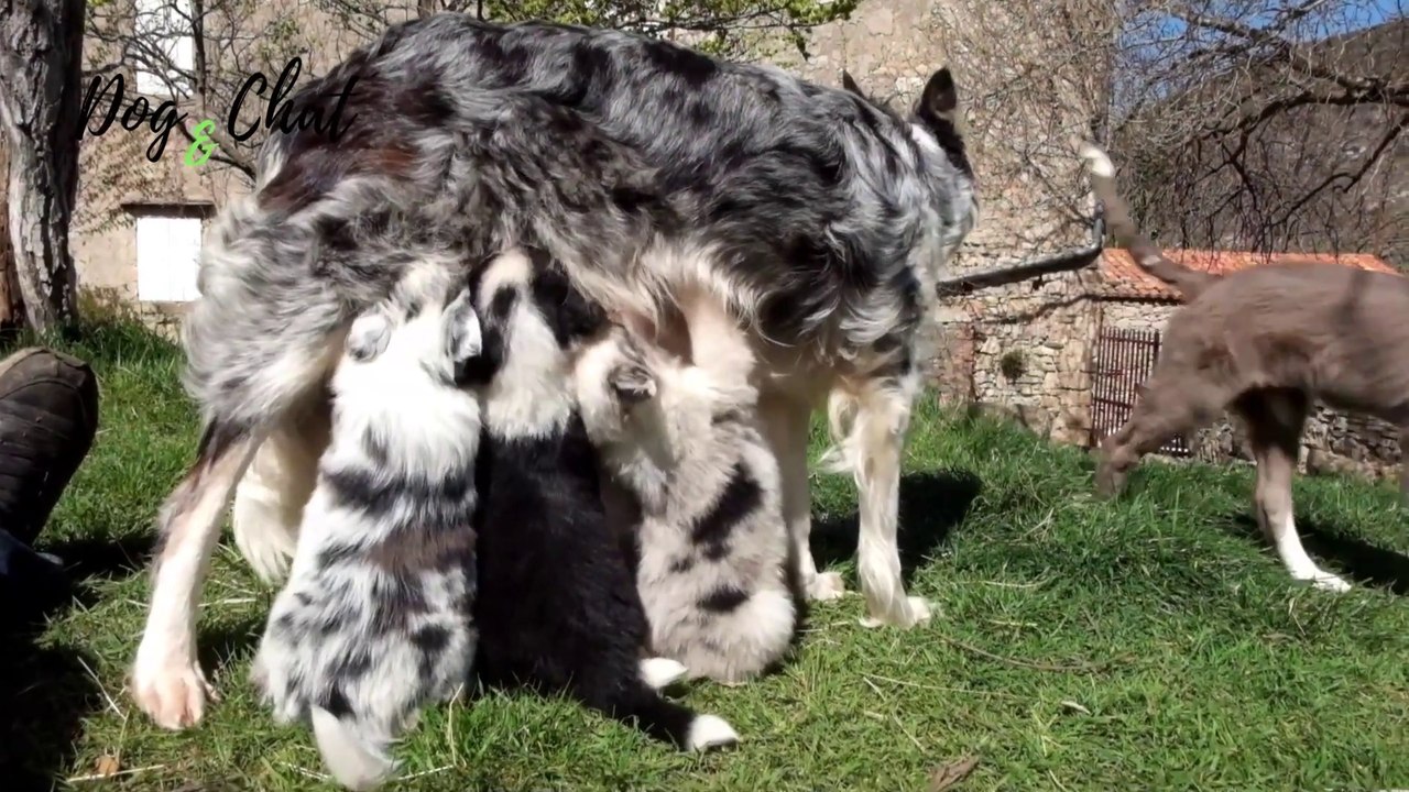 UNE CHIENNE BORDER COLLIE ET SES CHIOTS - DOG&CHAT