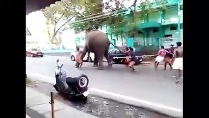 വിരണ്ട ആനയുടെ റോഡ് ഷോ