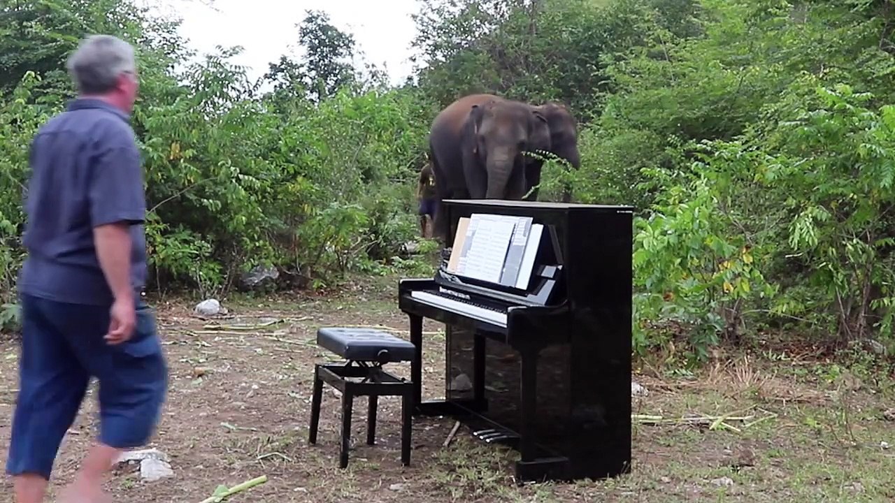 Un éléphant  aveugle danse au son d’une musique apaisante jouée par un pianiste.