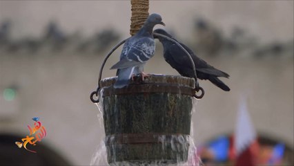 الرواق الثقافي.. طيور الحمام في الأدب والفن