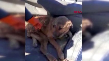 Burdur çöpte bulunan felçli köpek sahiplendirildi