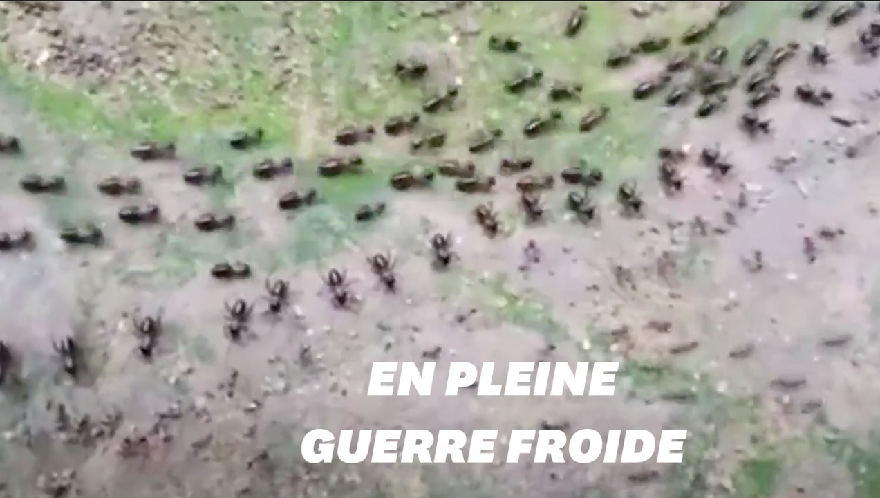 Les fourmis et les termites ont eux aussi des armées aux frontières qui intimident l'adversaire pendant les manoeuvres