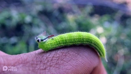 Curious Green Caterpillar Rests On Human&apos;s Hand