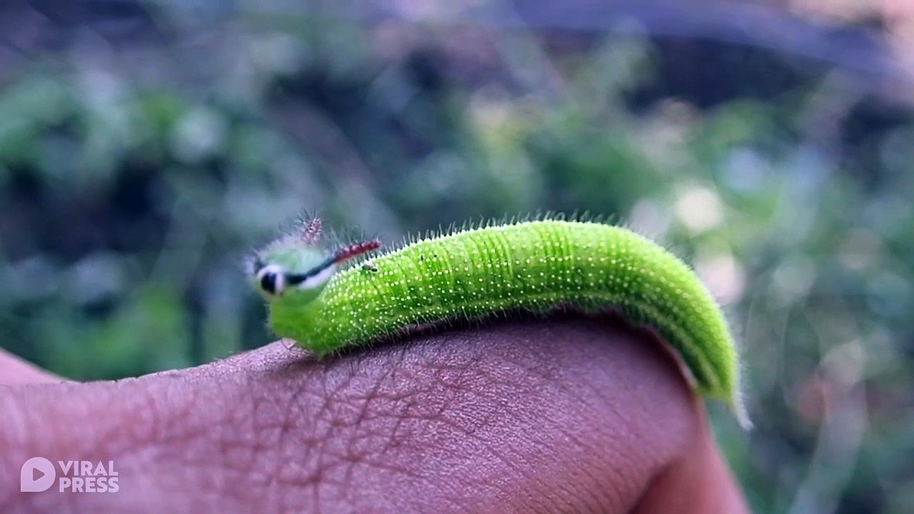 Curious Green Caterpillar Rests On Human's Hand
