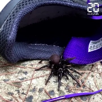 Des araignées dangereuses prolifèrent en Australie, après les incendies