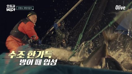 1억짜리 그물로 잡은 엄청난 대방어! 호동이니까 잡아올렸드레요!