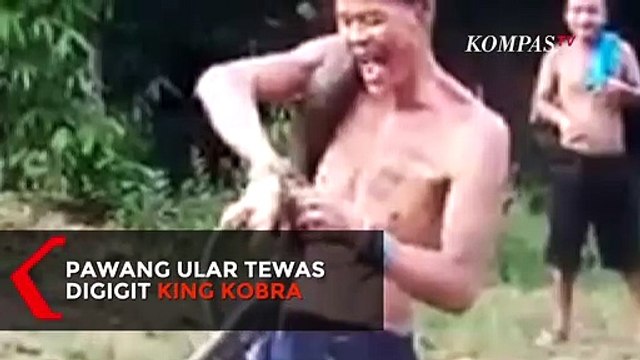 VIRAL! Pawang Ular Tewas Digigit King Kobra