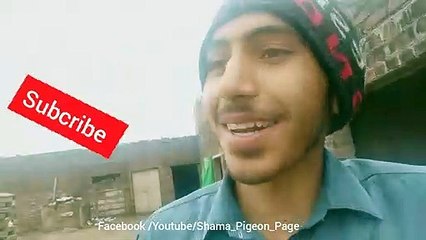 Ustad ideas info pigeons madison