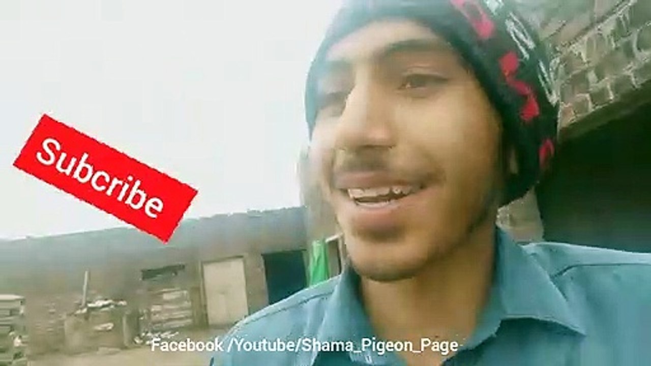 Ustad ideas info pigeons madison