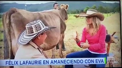 Jornalista prova leite diretamente de uma vaca e acaba por dizer o que não era suposto na reportagem...