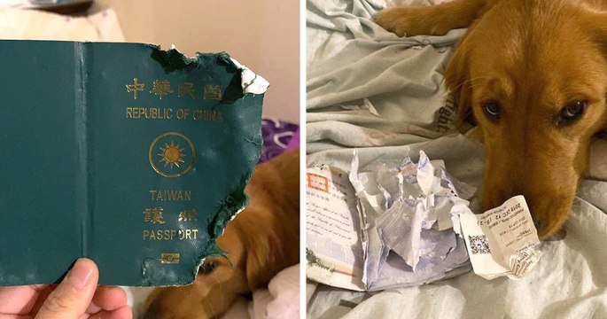 En faisant cette grosse bêtise, ce chien a peut-être sauvé la vie de sa maîtresse