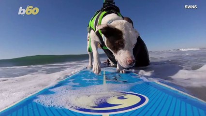 Surf’s Pup! This Dog Is a Better Surfer Than You