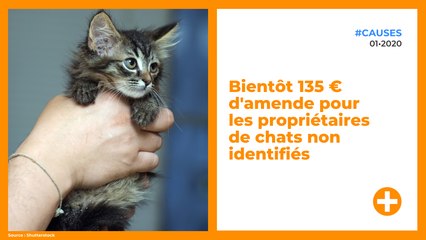 Bientôt 135 € d'amende pour les propriétaires de chats non identifiés