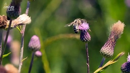 Marijuana Could Save the Bees