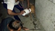 Risky operation as two men use large saw to rescue stray dog with head stuck in plastic container in western India