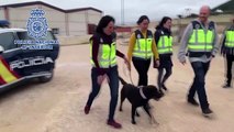 La Policía detiene al cuidador de la perra 'robada' en Aranjuez: la tenía secuestrada en su casa