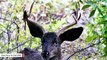 Rare Black Deer Nicknamed 'Coal' Dies Of 'Chronic Wasting Disease' In Utah