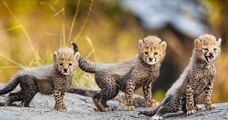 Dans le parc national du Serengeti, ces bébés guépards font leurs premiers pas