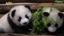Adorable Panda Cubs Play Together Ahead of Zoo Unveiling