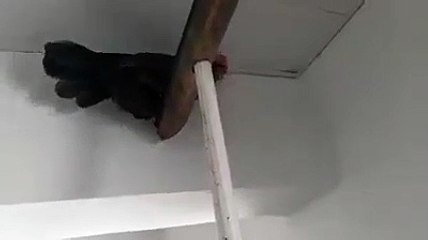Homem arranja solução eficaz para limpar os insetos do teto de casa...
